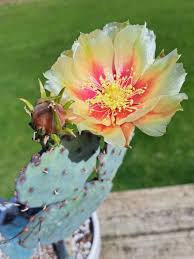 Image result for Halopegia azurea