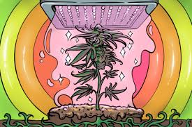 Best grow lights for weed 2015. 10 Best Led Grow Lights For Cannabis In 2021