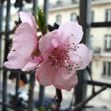 Image result for Prunus persica