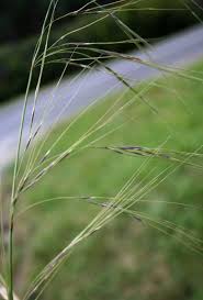 Image result for Hyparrhenia rudis