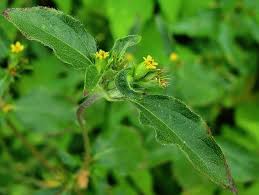 Image result for Synedrella nodiflora