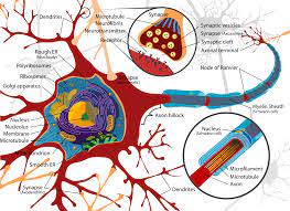 We did not find results for: Dendrite Wikipedia