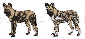 how to draw african wild dogs step 17 african wild dog wild dogs animal drawings