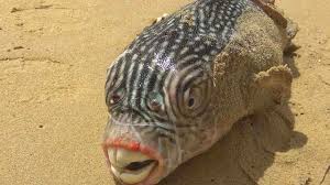 But the male asian sheepshead wrasse has even greater problems to contend with. Rarely Spotted Football Fish Which Lives Thousands Of Feet Deep In The Ocean Washes Up On California Beach Cbs News