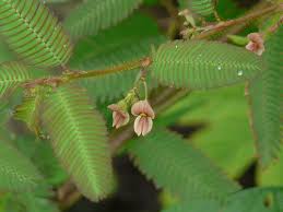 Image result for Aeschynomene sp. A