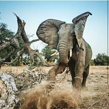 One Morning I Shot An Elephant In My Pajamas Movie Pin By Liz Pulido On Elephants Elephants Photos Animals Beautiful Elephant Images