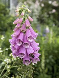 8 Pretty But Poisonous Garden Plants To Grow With Caution Plants Garden Plants Garden Flower Beds