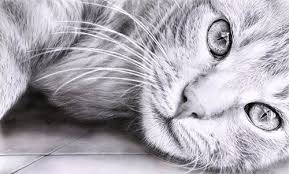 Maybe you would like to learn more about one of these? Easy Pencil Drawings Of Dog Novocom Top