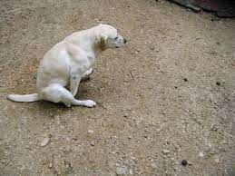 Por Que Mi Perro Tiene El Ano Inflamado Causas Y Tratamientos