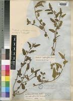 Image result for Corchorus confusus