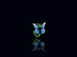 Check spelling or type a new query. Black Butterfly Wallpaper For Phone Novocom Top