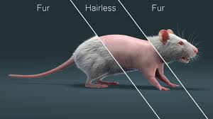 White Rat 3d Model In 2020 3d Model Model Mammals