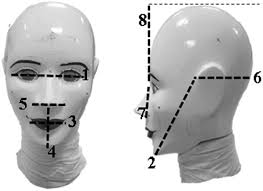 Schematic representation of craniofacial measurements.