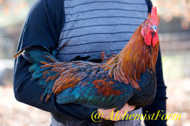Greenfire farms apa and earlier line, cottage hill, and little peddler. French Black Copper Marans Chicks Chocolate Eggers Alchemist Farm