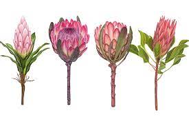 Protea Flowers Awesome Blossom Protea Art Flower Illustration Flower Drawing
