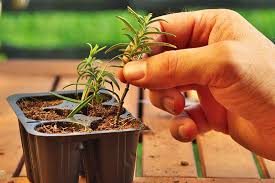 Image result for rosemary cuttings