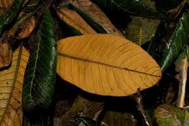 Image result for Pouteria adolfi-friedericii