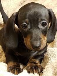 Help over 180,000 pets, that are available through rescues and shelters, find a home. Pin On Dachshund
