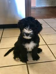 The f2 mini sheepadoodle litter is a f1 sheepadoodle crossed with another f1 sheepadoodle. Sheepadoodle Characteristics Appearance And Pictures