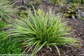 Image result for Dianella