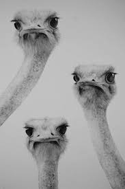 Bird That Looks Like An Ostrich Pin By Shawcross Karen On Birds In 2020 Animals Ostriches