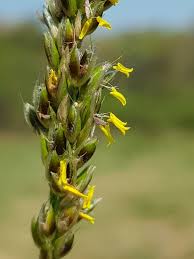 Image result for Alloteropsis semialata