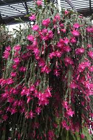 They require sunlight and the blooms last longer with cooler temperatures. File Christmas Cactus 32018303642 Jpg Wikimedia Commons