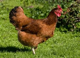 What is rhode island red laying age? Rhode Island Red Chicken Breed Information Somerzby
