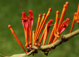 Image result for Phragmanthera