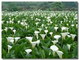 Pin On Flores Y Sus Colores