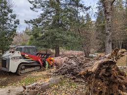 Emergency tree cutting and storm damage help