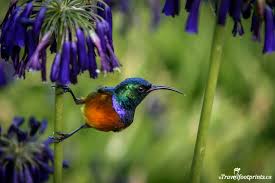 Garden Birds Of South Africa Identification A Stroll Through Kirstenbosch Gardens Birds Bird Africa