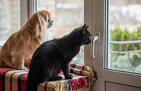 A pet, or companion animal, is an animal kept primarily for a person's company or entertainment rather than as a working animal, livestock or a laboratory animal. 5 Facts About Rabies And Your Pet Zoetis Petcare