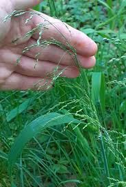 Image result for Panicum carneovaginatum