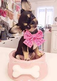 Chihuahua Chihuahua Puppies Chihuahua Dogs Cute Chihuahua