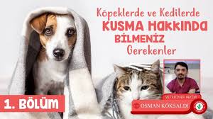 Kedi Ve Kopekler Neden Kusar Veteriner Turkiye