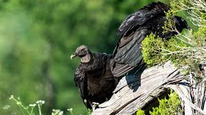 One of three species in the genus cathartes of the family cathartidae, the turkey vulture ranges from southern canada to the southernmost tip of south america. Black Vultures Are Causing Problems On Farms Purdue Needs Help Researching Them
