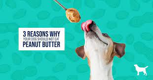 Can Dogs Eat Peanut Butter Can Dogs Eat Dog Eating Dog Blog