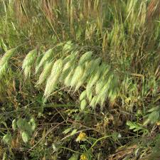 Image result for Pseudobromus