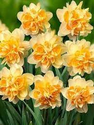 Daffodil Peach Cobbler Pretty Enough To Eat Daffodil Flower Bulb Flowers Narcissus Flower