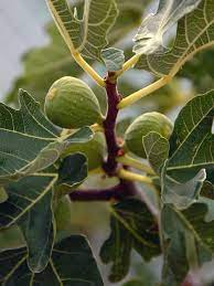 Maybe you would like to learn more about one of these? Kadota Fig Ficus Carica Urban Perennials