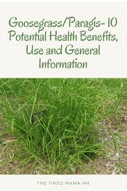 The origin of the name is due either to a plant's yanal bog is a 1.6 hectare biological site of special scientific interest on the southern edge of the north somerset levels, just north of the village. 9 Goosegrass Paragis Ideas Health Benefits Health Herbalism