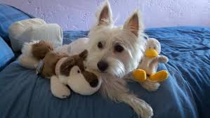 Kira Y Sus Peluches Westies Scottie Animals