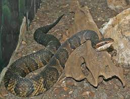 Cottonmouth Water Moccasin Reptile Snakes Beautiful Snakes Snake