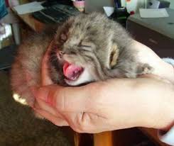 4 Ekor Anak Kucing Hampir Mati Kedinginan Di Gudang Seorang Petani Petani Itu Ingin Mengadopsi Tetapi Ahli Mengatakan Jangan Etindonesia