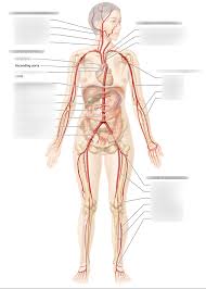 Bodytomy provides a labeled iliac artery diagram to help you understand the anatomy and function of the common iliac. Human Body Arteries Diagram Quizlet