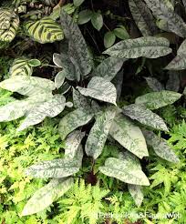 Image result for Flabellariopsis acuminata