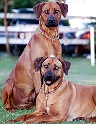 Six akc puppies for sale, all great ridges, parents on site! Breed Profile