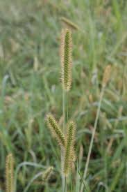 Image result for Setaria pumila