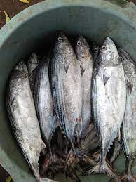 Di sumatera hampir semua pindang terbuat dari ikan dengan beberapa gagrak yang memiliki ciri khas tersendiri. Pindang Cem Blue French Horn Estynadya Twitter Join Facebook To Connect With Pindang And Others You May Know Shjbmas
